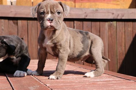 Best Alapaha Blue Blood Bulldog Puppies For Sale in the world Learn ...