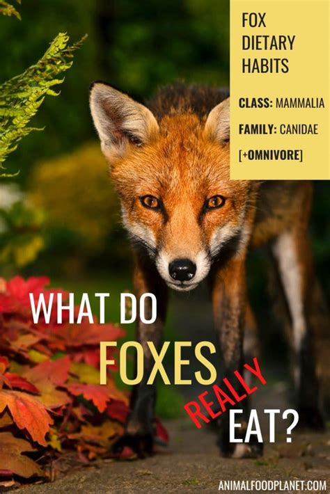 What Do Foxes Eat? The Red Fox Diet Explained – animalfoodplanet