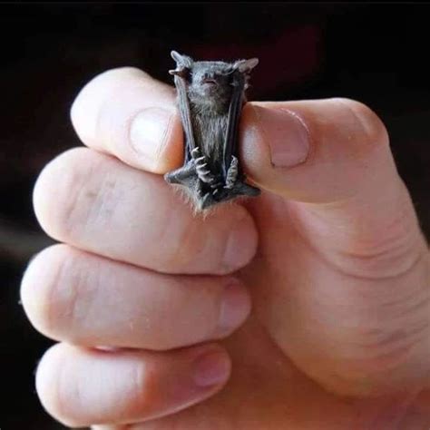 Bumblebee Bat - The World's Smallest Mammal | Bumblebee bat, Bat, Animal facts interesting