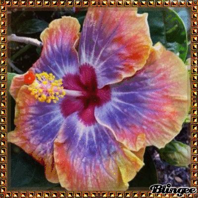 Favorite Flower-Hibiscus Picture #137687059 | Blingee.com