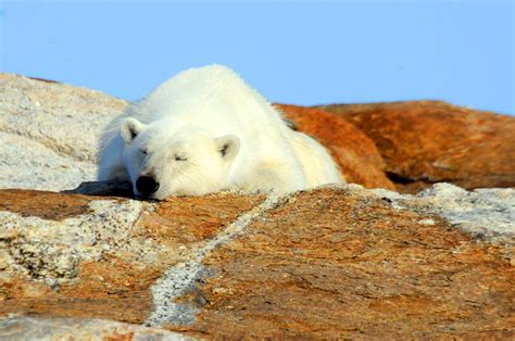 Baffin Island Womens Vacation; Arctic Polar Bear Tour for Women