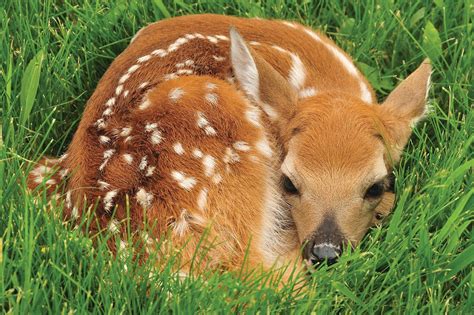 A fawn that appears abandoned is awaiting its mother; leave it alone | The Sumter Item