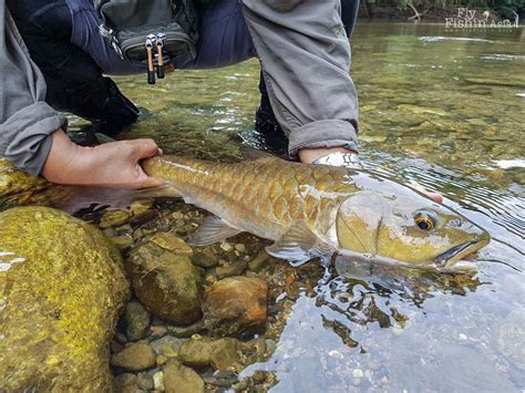 Video: Thai Mahseer Moment - Aznir Strikes Gold - Fly Fishing Asia