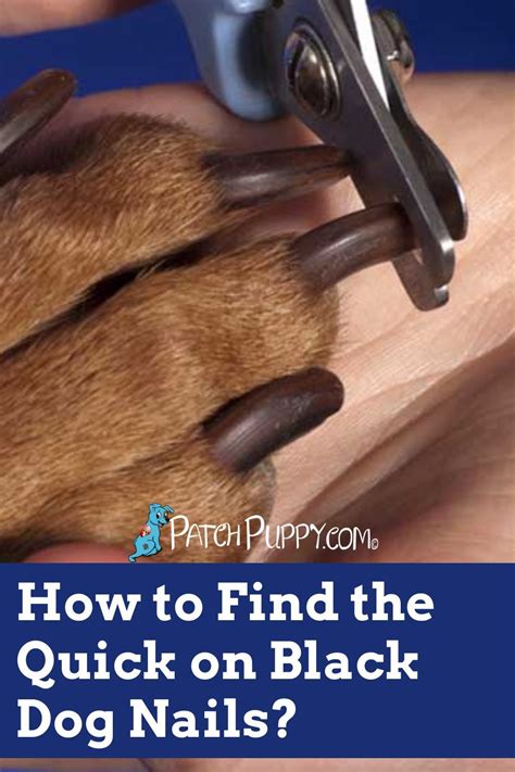 How to Find the Quick on Black Dog Nails? - PatchPuppy.com | Dog nails ...