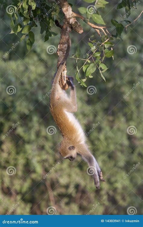 Vervet Monkey Doing Gymnastics. Stock Image - Image: 14303941