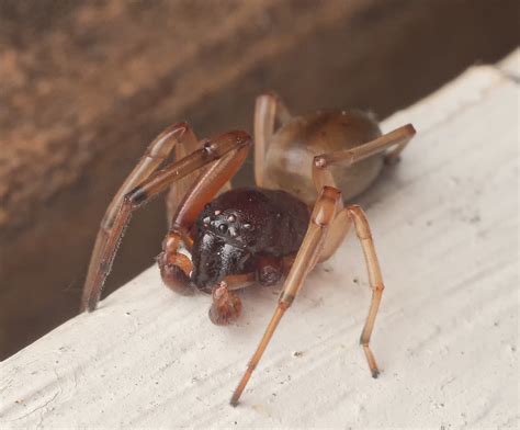 Bull-headed sac spider Trachelas tranquillus | Bill Schweber | Flickr