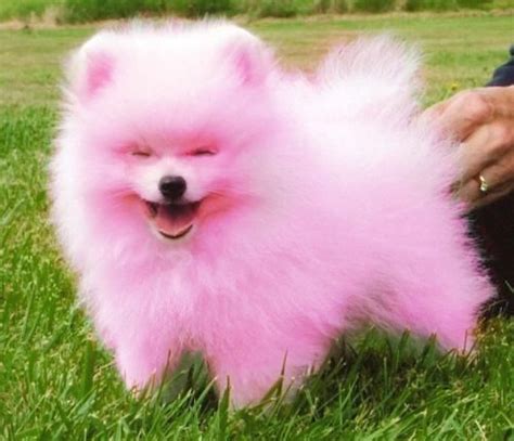 The first true pink dog in the world, created through selective breeding. : r/interestingasfuck