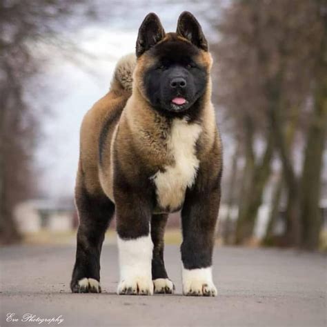 Top 10 Most Small Dog Breeds In The World | Akita dog, Akita puppies ...