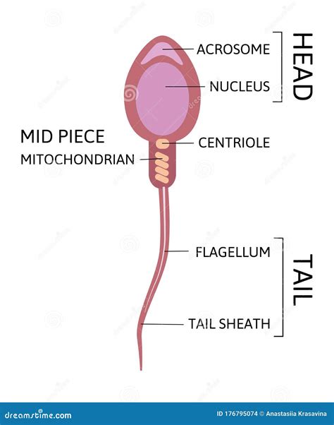 Human Sperm Cell Anatomy Structure of Spermatozoon Stock Vector - Illustration of mitochondrian ...