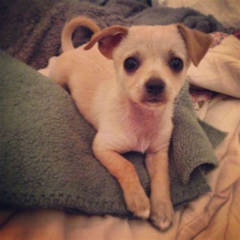 Short Hair Chihuahua Terrier Mix - Pets Lovers