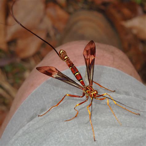 Giant Ichneumon Wasp (Megarhyssa sp) - Megarhyssa macrurus - BugGuide.Net