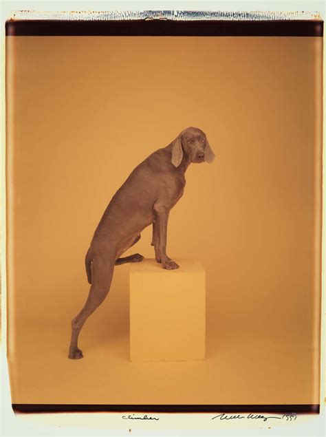 William Wegman Art - 48 For Sale at 1stdibs