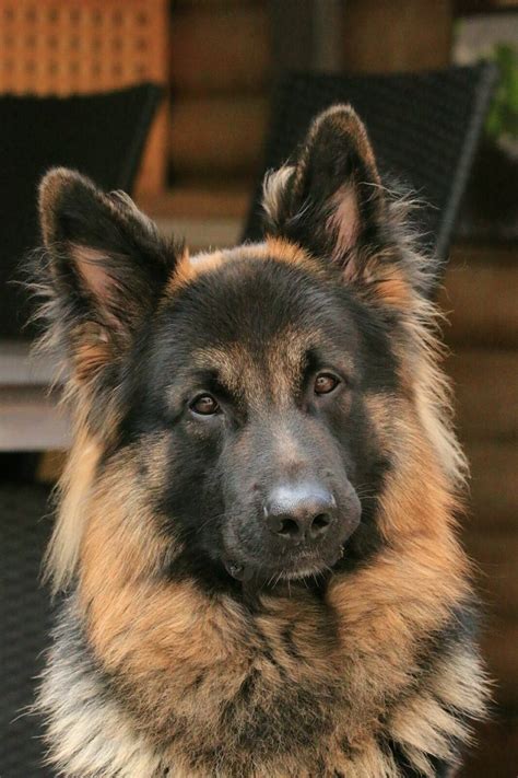 Pin by Abigail Frietsch on Duitse herder | German shepherd dogs, Beautiful dogs, German shepherd ...