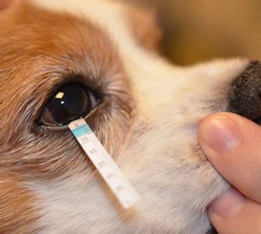 Dry Eye Disease in Dogs – Animal Eye Clinic