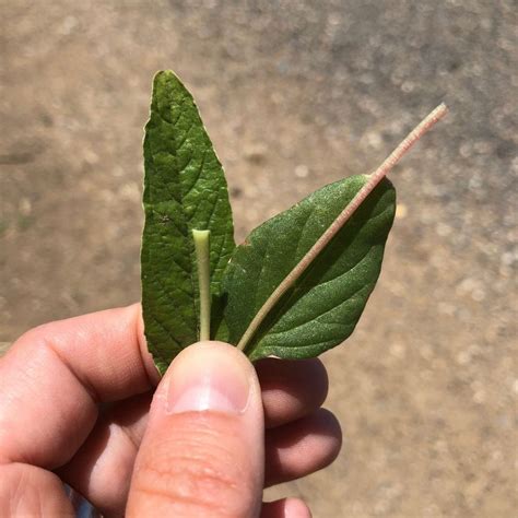 Palmer Amaranth and Waterhemp | Cornell Weed Identification