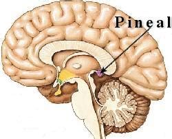 The Pineal Gland: An Enigma of the Mind - Exploring your mind