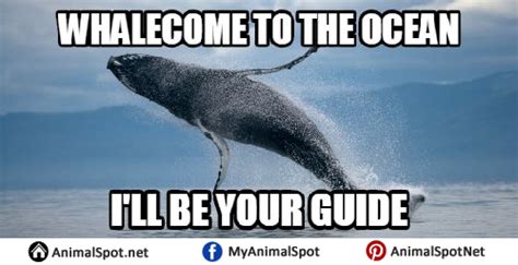 Whale Memes - Animal Spot