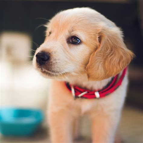 #1 | Golden Retriever Puppies For Sale In Wisconsin