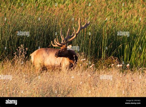 Tule Elk Bull with massive velvet-stage antlers, Cervus canadensis nannodes, hardstem bulrush ...