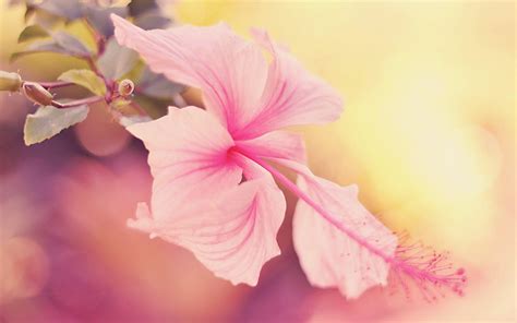 25 Selected hibiscus flower wallpaper aesthetic You Can Get It Free Of Charge - Aesthetic Arena