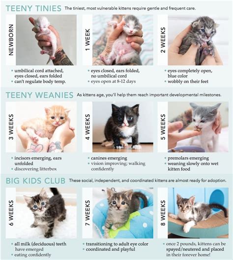 Pin by Our Love on Cat Development Stages | Newborn kittens, Kitten age chart, Kitten care