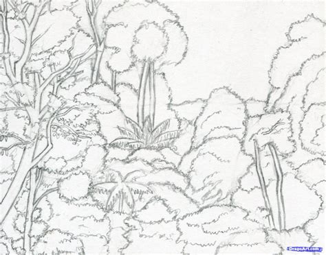 Rainforest Drawing at PaintingValley.com | Explore collection of ...