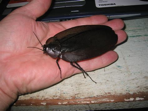 Giant Black Cockroach | Project Noah