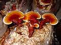 Lingzhi (mushroom) - Wikipedia