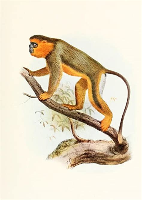 Golden Snub Nosed Monkey | Future Starr