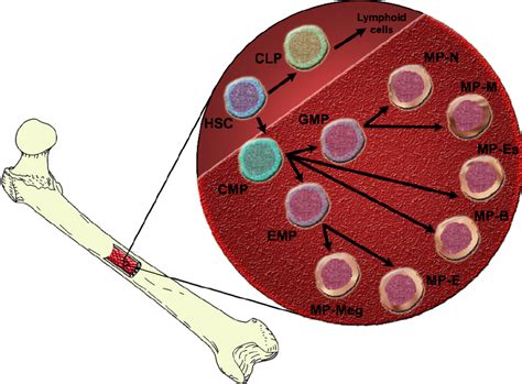 Schematic of Myelopoiesis. | Download Scientific Diagram