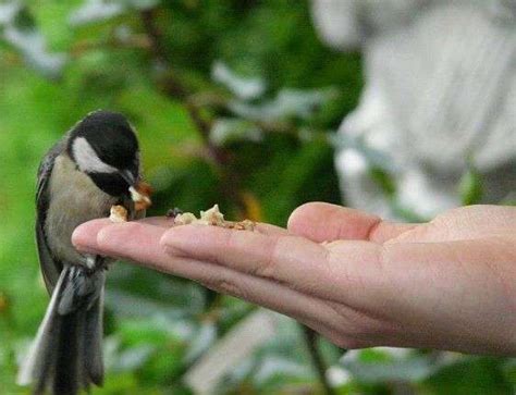 Benefits And Drawbacks of Feeding Wild Birds in Summer (Guide 2023)