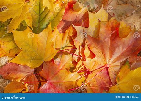 Autumn Leaves are Red, Orange and Brown Stock Photo - Image of ornate, abstract: 234056822