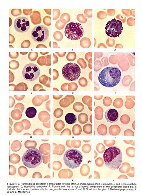 Plasma Cells Histology