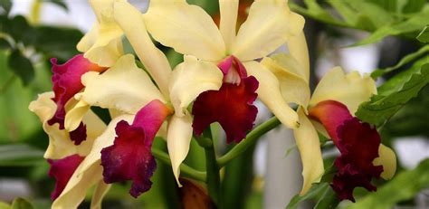 How To Make Your Homemade Orchid Potting Mix