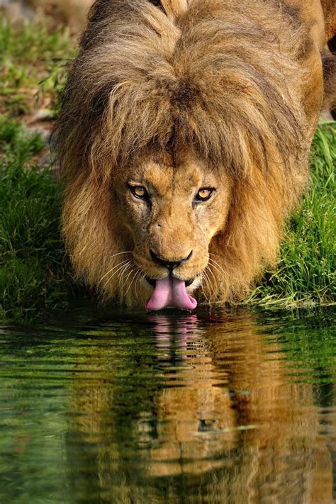 Image result for lion drinking water | Beast, Eyes meme, Lion