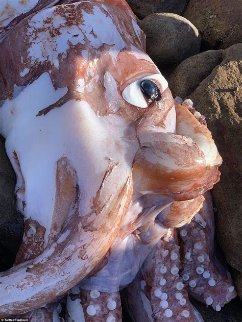 Giant squid with huge eye and fist-sized beak washes up in Cape Town ...