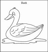 Duck Coloring Pages  Best For Kids sketch template