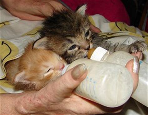 feeding the kitties - Cute Kittens Photo (41532143) - Fanpop