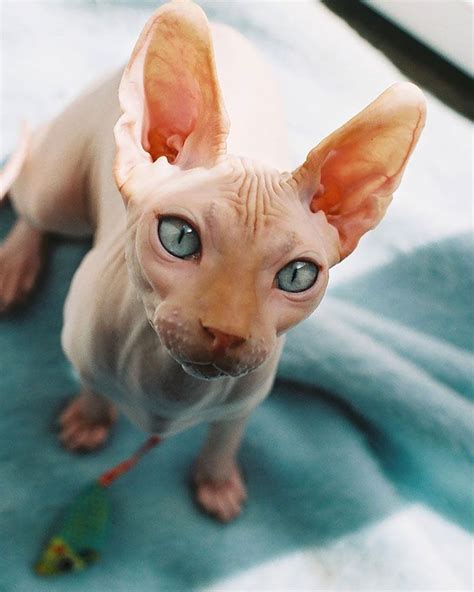 Meet Sphynx Cats – The Most Adorable Hairless Felines | Cute hairless cat, Sphynx cat, Hairless cat