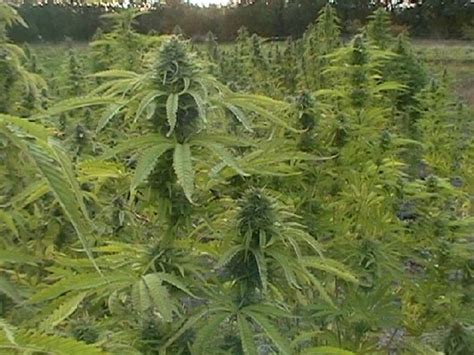 Guerilla Marijuana Growing Tips