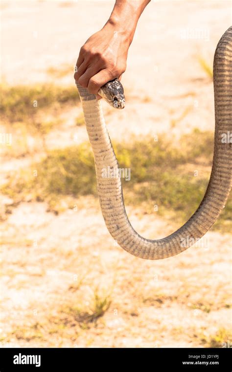 Cobra snake in natural habitats Stock Photo - Alamy