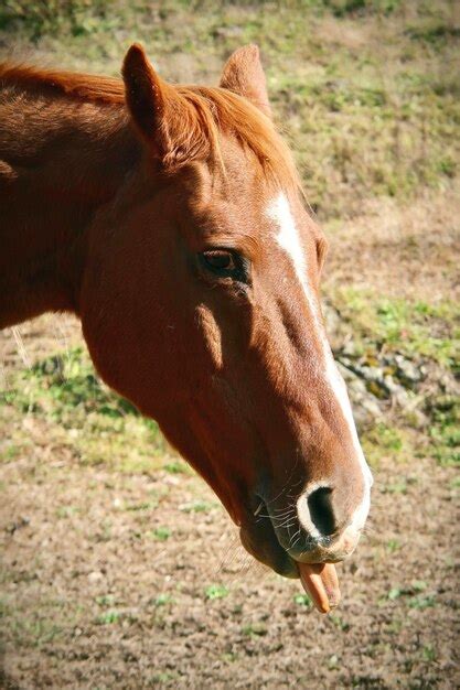 Premium Photo | Funny brown horse