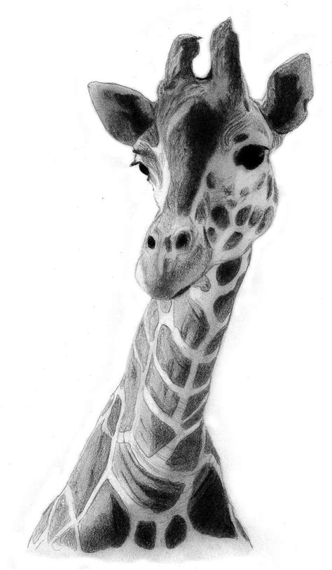 Giraffe Drawing | Giraffe Drawing by ~QZJavs on deviantART | Summer Refs 2013 | Pinterest ...