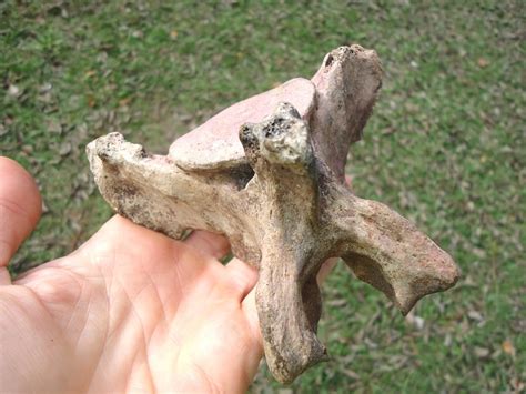 Paramylodon Sloth Vertebra with Pink Algae Staining | Xenarthra ...