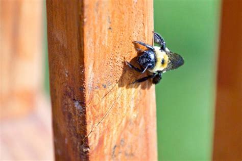 Carpenter Bee Damage To House