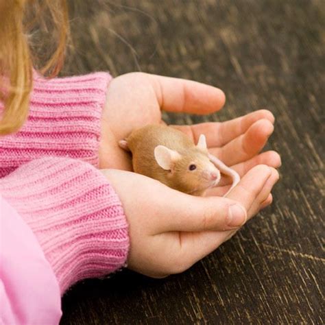 7 Best Small Pets to Consider for Your Child | Animals for kids, Best ...