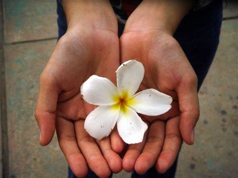 Free flower in hand II Stock Photo - FreeImages.com