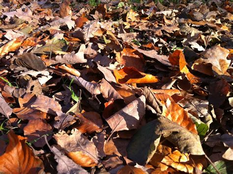 Free Images : tree, nature, branch, wood, leaf, soil, colorful, season, forest floor, deciduous ...