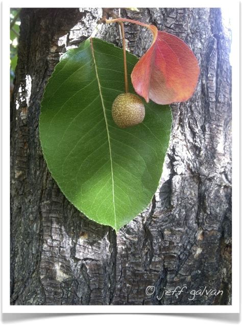 Callery Pear Tree Identification || Identifying Pyrus calleryana