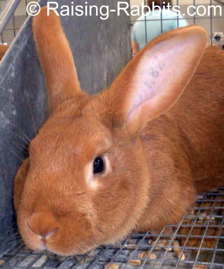 New Zealand Red Rabbits Info, History, Description